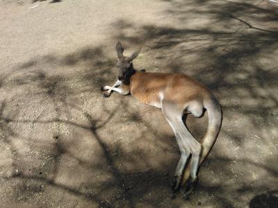 袋鼠, 澳大利亚, 厌倦了, 动物园, 动物, 它说谎, 自然