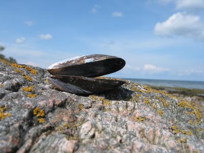 壳, 海, 波罗地海, 水, 海滩, 岩石, 收集