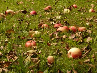 苹果, 草甸, 收获, 选择, 意外之财, 果园, 水果