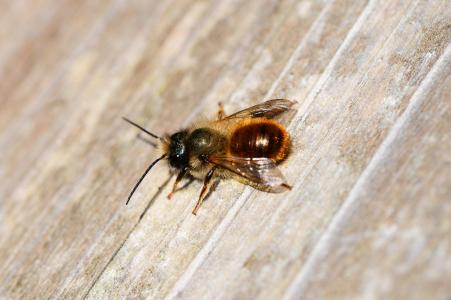 红梅森蜂, 蜂蚁, 蜜蜂, 孤独, 小, 昆虫, 泥蜂