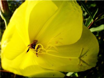 蜂蜜蜂, 花, 黄色夏天自然, 开花, 绽放