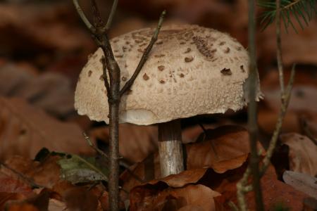 蘑菇, 白蘑菇, 巨型蘑菇, 森林果子, 森林, 蘑菇