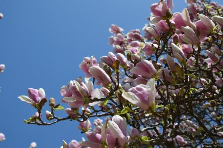春天, 郁金香树, 花, 绽放, 木兰, 玉兰花, 自然