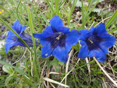 龙胆草, 自然, 蓝色, 高山上的花儿, 关闭, 龙胆草植物, 高山的花