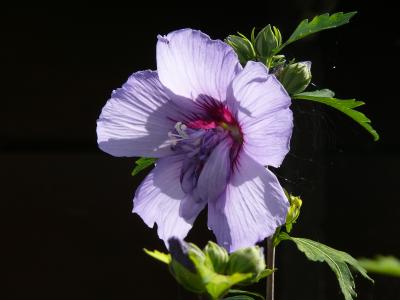锦葵, 紫色, 紫罗兰色, 花, 开花, 绽放, 关闭自然绽放