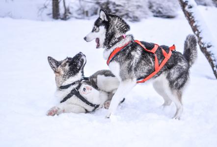 冬天, 雪, 狗, 宠物, 动物, 可爱, 白色