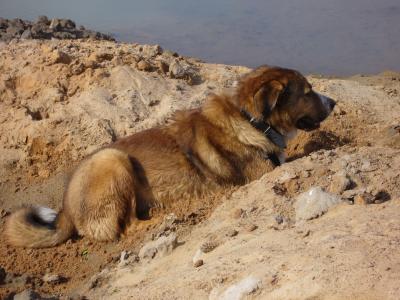 狗, 沙子, 宠物, 等待