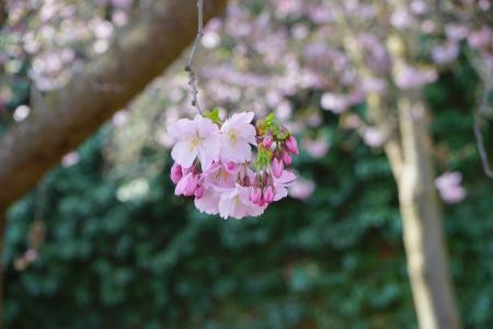 开花, 绽放, 白色, 粉色, 日本的樱花树, 花, 分公司