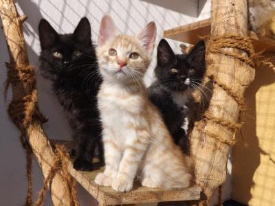 kurilian 尾, 小猫, 黑猫, 黑色和白色的猫, 银猫, 小猫, 黑色和白色
