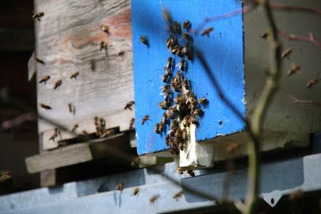 蜜蜂, essain, 蜂蜜, 觅食的蚂蚁, 牧草, 蜂蜜蜂