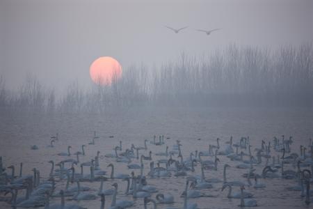 天鹅, 日出, 江边, 鸟类, 有雾的路, 美, 配料