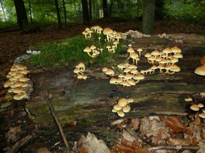 蘑菇, 木材, 森林, 自然, 树桩, 树真菌