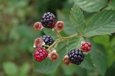 黑莓, 灌木, 水果, 自然, 成熟, 食品, 叶
