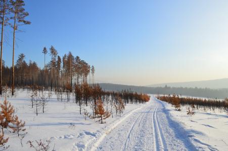 冬天, 西伯利亚, 雪, 森林, 树木, 条纹, 冬季森林