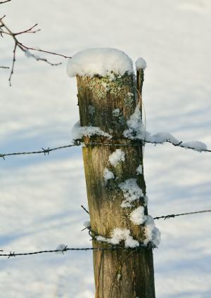 冬天, 栅栏, 白雪皑皑, 桩, 雪, 牧场, 带刺的铁丝网