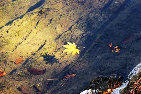 秋天, 秋天的落叶, 叶子, 叶子, 湖, 克里克, 水