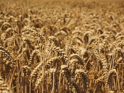 小麦, 穗状花序, 谷物, 粮食, 字段, 麦田, 玉米田