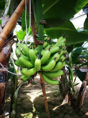 香蕉, 成长期, 热带, 水果, 绿色