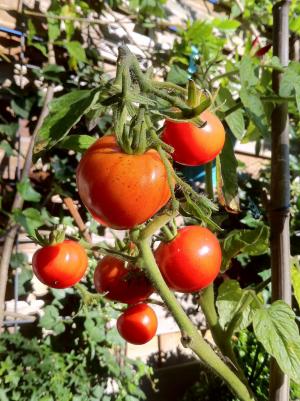 布什西红柿, 西红柿, 番茄灌木, 番茄果实, 农业, nachtschattengewächs, 番茄育种