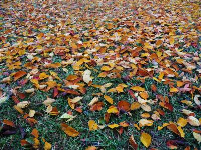 摘要, 秋天, 秋天的色彩, 美丽, 光明, 颜色, 多彩