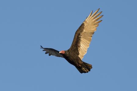 土耳其秃鹫, 鸟, 野生动物, 自然, 飞行, 清道夫, 秃鹰