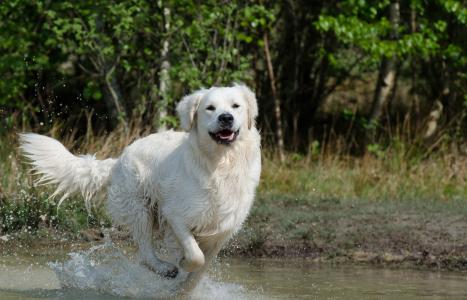 金毛猎犬, 水, 狗, 夏季, 湿的狗, 湖, 自然