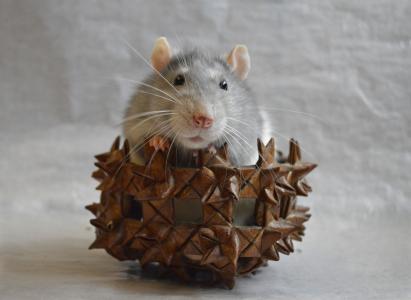 大鼠, 装饰, 在篮子里, 动物, 首页, 特写
