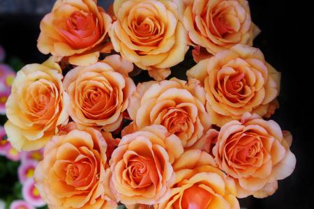 玫瑰, 束玫瑰花, 花束, 花, 自然, 橙色, 花瓣