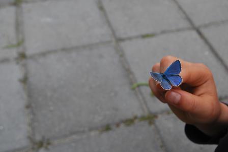 蝴蝶, 手, 手指, 蓝色, 背景, 美丽, 自然