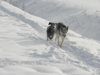 狗, 雪, 动物, 冬天, 感冒, 运行, 弗罗斯特
