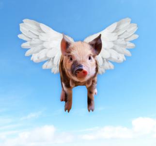 猪, 飞, 有趣, 猪, 小猪, 翅膀, 猪肉