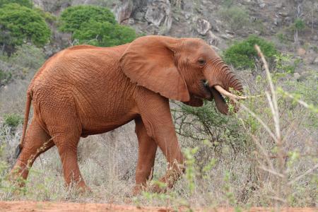 大象, 肯尼亚, 食品, 一种动物, 野生动物, 在野外的动物, 动物