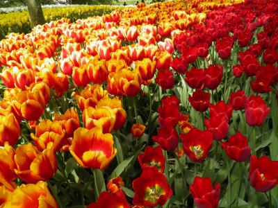 郁金香, 阿姆斯特丹, 橙色, 红色, 自然, 春天, 花