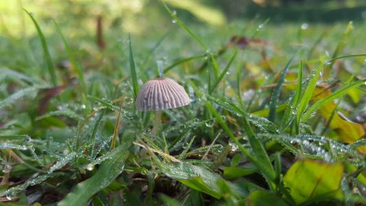 生活, 蘑菇, 草, 早上, 成长, 自然, 真菌