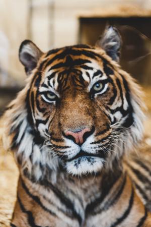 老虎, 野生动物, 动物, 哺乳动物, 一种动物, 野生动物, 条纹