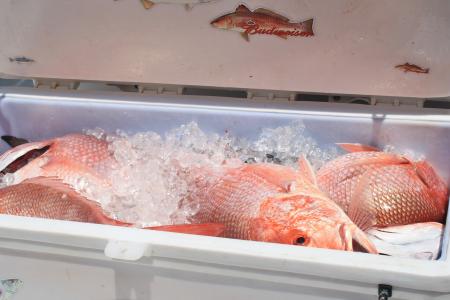 冷却器, 海鲜, 红鲷鱼, 路易斯安那州, 捕鱼, 冰, 鲜鱼
