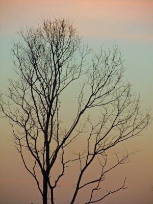 树, 日志, 剪影, 审美, 卡尔, morgenrot, morgenstimmung