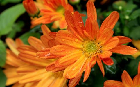 玛嘉烈, 橙色雏菊, 花, 花园, 自然, 雨, 雨后