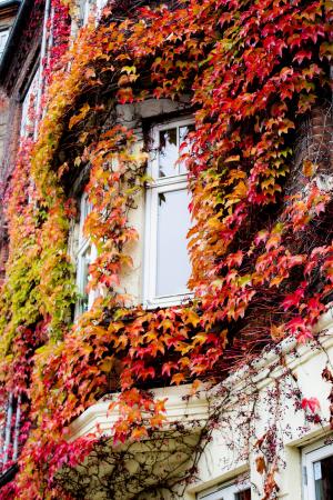 窗口, 秋天, 叶子, 叶子, 颜色