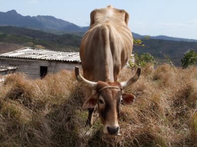 农业, 农场动物, 母牛, 农村, 牲畜, 生活, 古巴