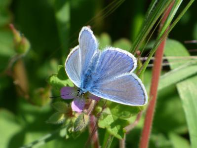 蓝色的蝴蝶, farigola blaveta, 详细, pseudophilotes panoptes, 蝴蝶, libar, 一种动物