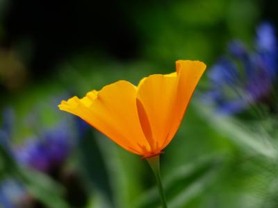 eschscholzia californica, 罂粟, 开花, 绽放, 植物, 橙色, 光明