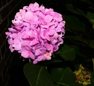 花, 花, 绣球花, 紫色, 植物, 紫罗兰色, 夏季