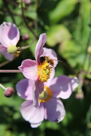 蜜蜂, 昆虫, 自然, 花, 吃, 花蜜