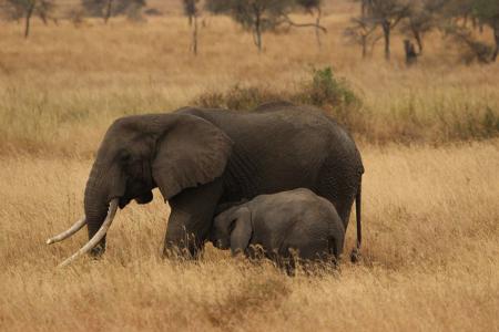 大象婴孩, 大象的家族, 塞伦盖蒂国家公园, 非洲, 坦桑尼亚, 大象, 野生