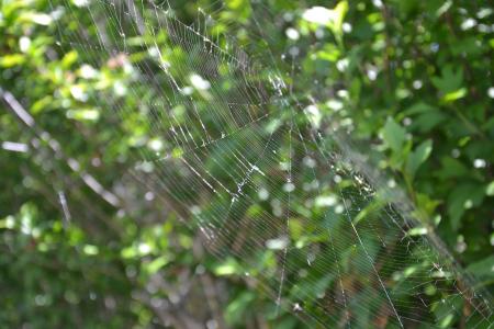 蜘蛛, 帆布, 蜘蛛网, 宏观, 自然