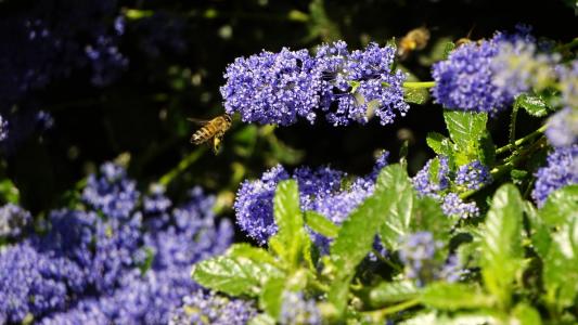自然, 春天, 蜂蜜, 蜜蜂, 昆虫, 植物, 花