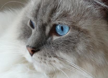 猫, 远程访问, 布娃娃, 蓝色, 眼睛, 脸上, 家猫