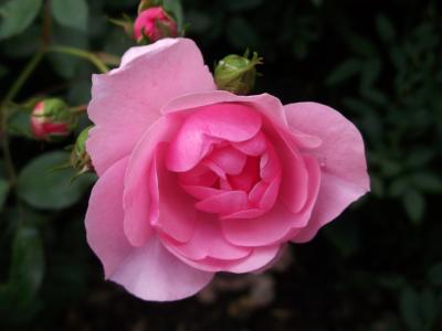 上升, 粉色, 玫瑰花园, 自然, 粉红色的颜色, 植物, 花瓣
