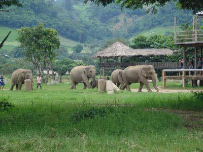 大象, 泰国, 大象自然公园, 大象, 动物, 哺乳动物, 自然